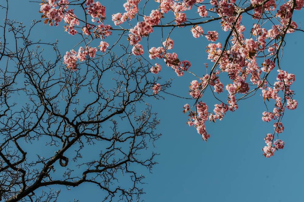 Winter vs Spring